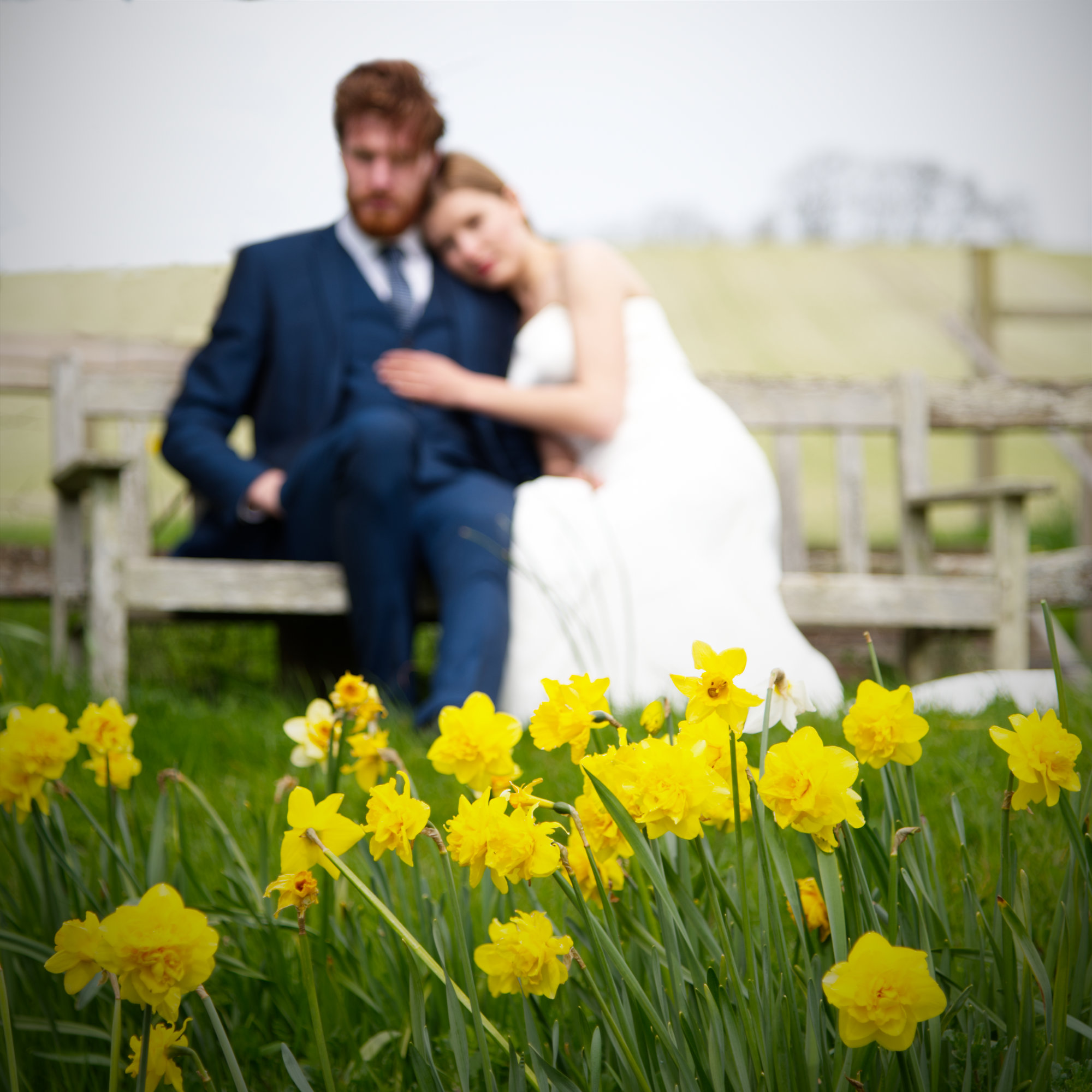 Logo elements ARROWS copyright Nadina Bee spring wedding photo of wedding couple behind a mass of daffodils in bloom